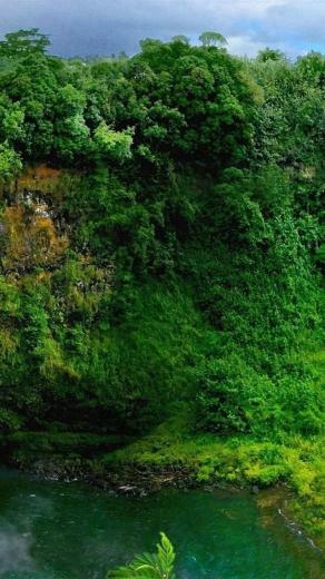 Forest iPhone HD Wallpaper Background For