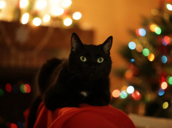 Deck The Paws Ensuring A Pet Safe Holiday Home Vmbs News