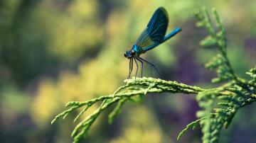 Macro Wallpaper Blue Dragonfly New HD