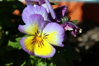 Pansy Flower HD Wallpaper Flowers