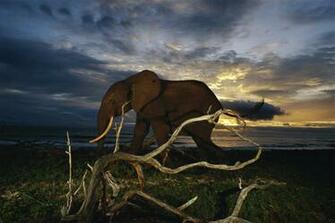 Gabon Ground Zero For Forest Elephants National Geographic