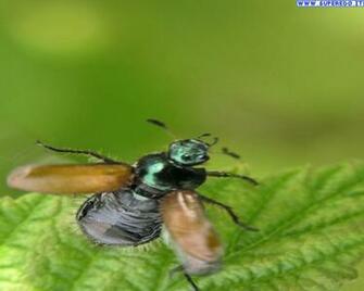 Flies Wallpaper HD
