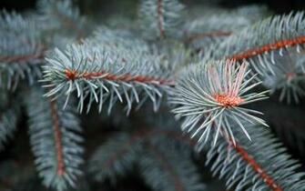 Pine Tree Wallpaper And Background Image Net