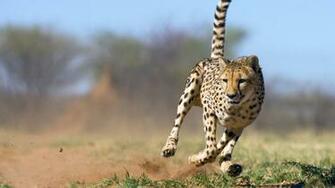 Animals Mix National Geographic Alafoto Wallpaper