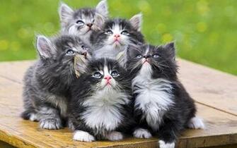 HD Animal Wallpaper With Four Cute Little Cats On A Table