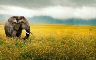 HD Elephants Wallpaper And Photos Animals