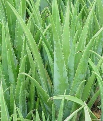 Aloe Vera Picture Trees And Flowers Pictures
