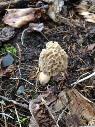 Best Morel Mushroom Hunting Videos HD Wallpaper Leaptbl Net