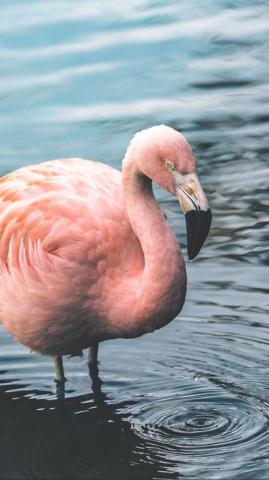 Fancy Flamingo iPhone X Wallpaper Preppy