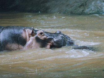 Hippopotamus Picture Wallpaper
