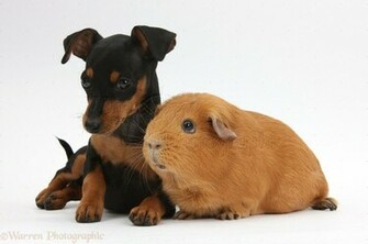 Miniature Pinscher Puppies HD Walls Find Wallpaper