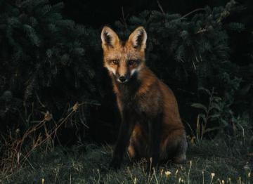 Fox Wallpaper