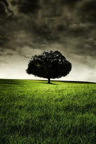 Six Feet Under Tree iPhone Wallpaper