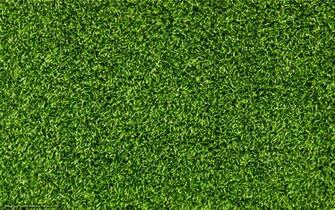 Wallpaper Grass Background Close Up Photo
