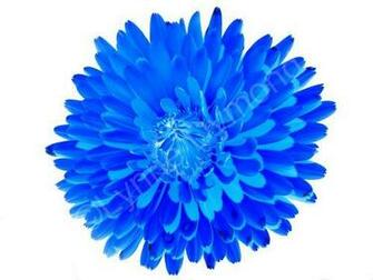 Blue Flower On White Photo Sharing