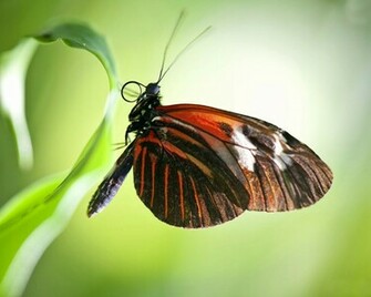 Butterfly Desktop Wallpaper Allfreshwallpaper