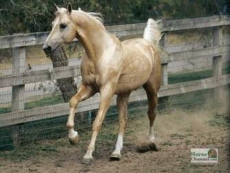 Palomino Quarter Horse Wallpaper In Pet Category