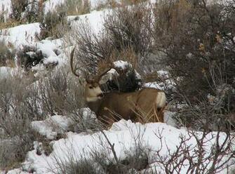 Big Mule Deer Buck Wallpaper