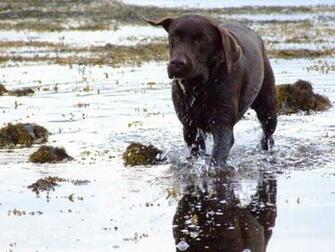 Chocolate Lab Photos Desktop Background Wallpaper