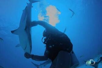 Taken From Quot Zombie Sharks A Diver Puts Reef Shark