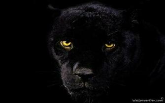 Black Jaguar Wallpaper