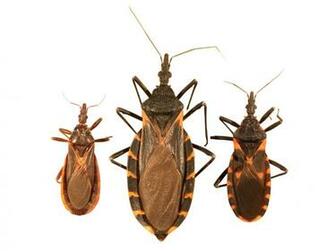 The Kissing Bug In Colorado Why They Re Causing A Stir Where