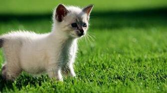 Wild Animal Wallpaper Best Travel