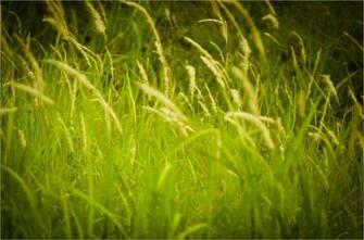 Weed Background In Vector Eps Psd Sample Templates