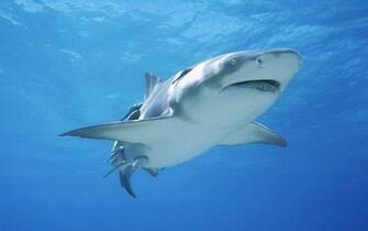 Tag Shark Wallpaper Background Photos Pictures And Image For