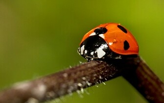 Animals Lady Bug Desktop Wallpaper Nr By Antigesha