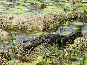 Big Crocodilian Alligator In Everglades National Park Florida Us