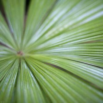 Fan Palm Leaf Desktop Wallpaper Iskin Co Uk