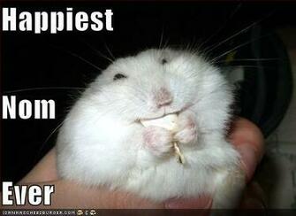 Funny Pictures Cat Disguised Rabbit Really Ever