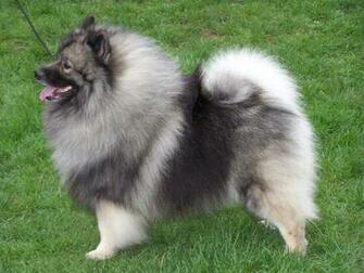 Keeshond Spockthedog