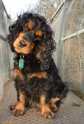 Spaniel Dogs Picture English Cocker