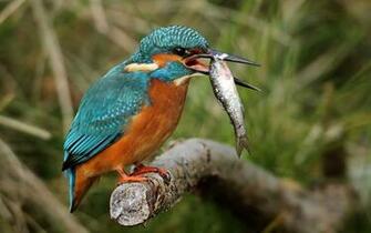 Kingfisher Bird Wallpaper X