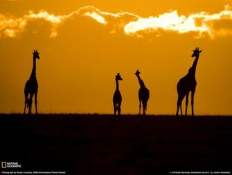 Safari Wallpaper