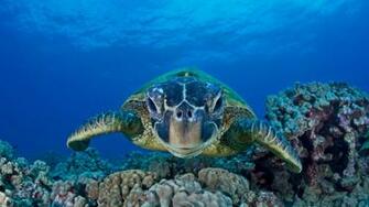 World Ocean Day Bing Wallpaper