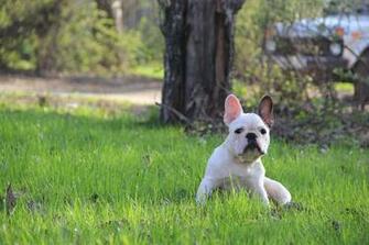 Puppy French Bulldog Wallpaper Background