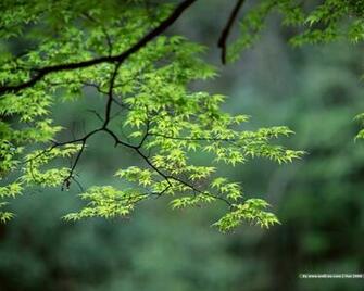 Desktop Wallpaper Spring Season