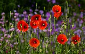 Phone Screensavers And Wallpaper Flowers Htc