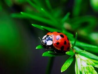 Ladybug Wallpaper