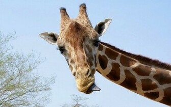 Giraffe Achtergronden Dieren HD Wallpaper Foto Jpg