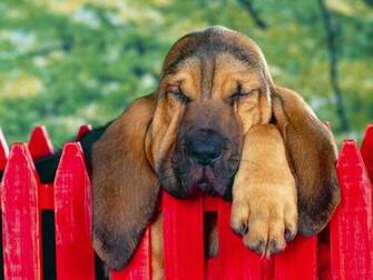 Beautiful Wallpaper Cute Puppy Pictures