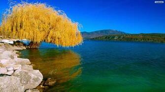 Youwall Willow Tree Wallpaper