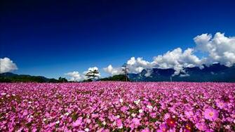 Field Of Flowers Wallpaper Net
