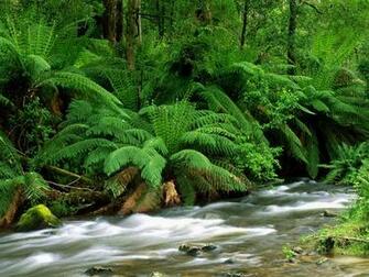 Yarra Ranges National Park Australia Wallpaper HD