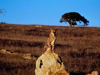Hq King Cheetah Wallpaper
