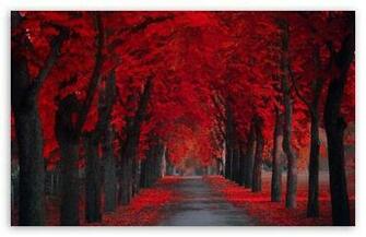Beautiful Pathway HD Desktop Wallpaper High Definition Fullscreen