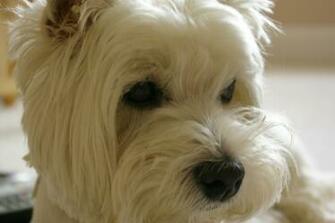 Dog West Highland Terrier Re And Wallpaper Attachment Puppy